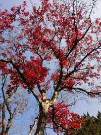 上海超冷門的絕美賞秋公園,免費開放卻鮮為人知!