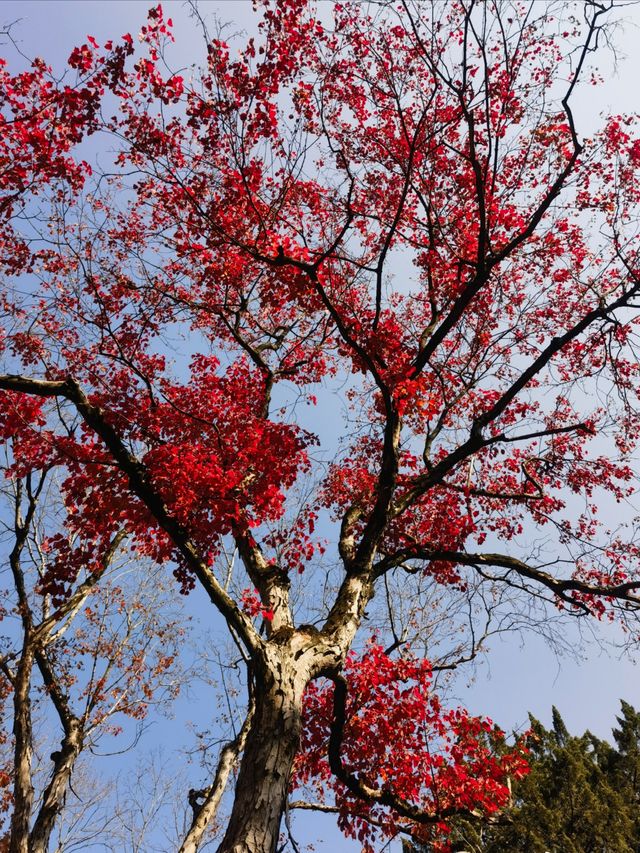 上海超冷門的絕美賞秋公園,免費開放卻鮮為人知! 上海超冷門的絕美賞秋公園,免費開放卻鮮為人知!