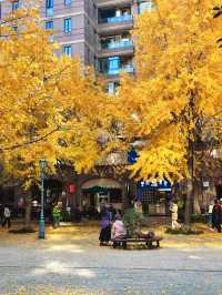 12.9live黃金城道銀杏實拍