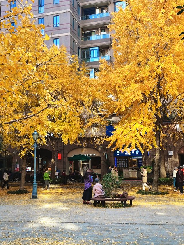 12.9live黃金城道銀杏實拍