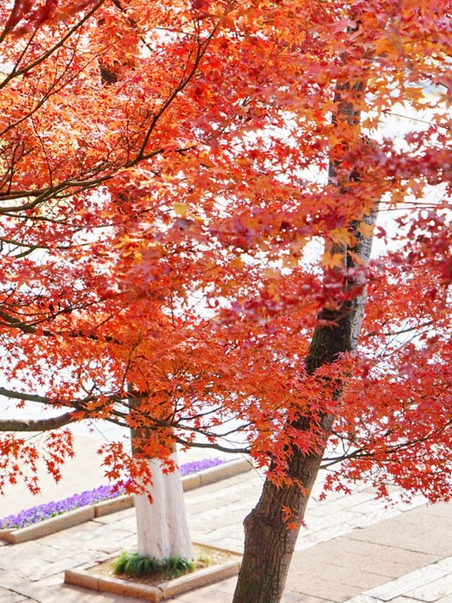 嘉興南湖賞楓指南！紅透半邊天的秋日浪漫