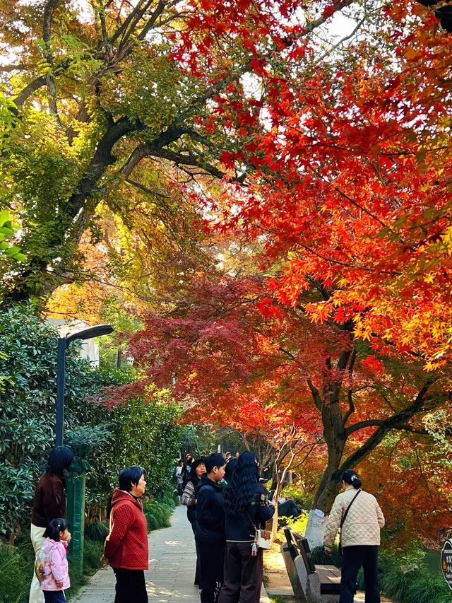 虞山賞楓實拍本週末可衝! 虞山賞楓實拍本週末可衝!