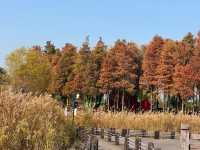 蘇州私藏秋日寶藏|太湖湖濱濕地公園,免費美到驚嘆