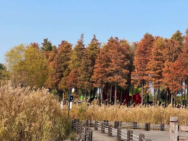 蘇州私藏秋日寶藏|太湖湖濱濕地公園,免費美到驚嘆 蘇州私藏秋日寶藏|太湖湖濱濕地公園,免費美到驚嘆