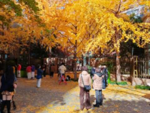 魔都黃金城道觀賞銀杏｜秒穿金色童話