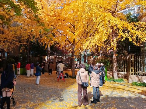 魔都黃金城道觀賞銀杏｜秒穿金色童話