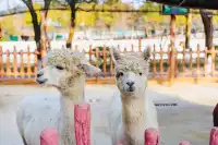 比起迪士尼我更愛這些小眾遛娃地（上）