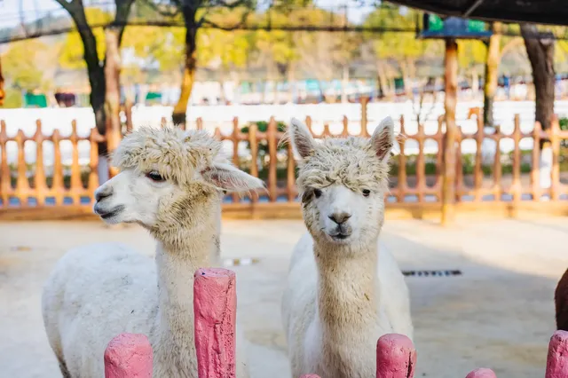 比起迪士尼我更愛這些小眾遛娃地（上）