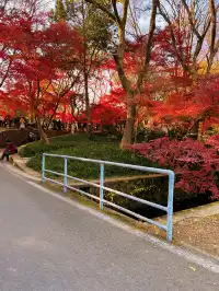 live圖的意義|南京中山植物園紅楓美瘋了