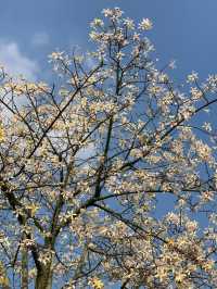 【南寧必打卡|青秀山,藏在城市裡的綠野仙蹤】