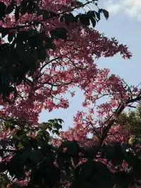 泉州北濱江公園的花樹火了~