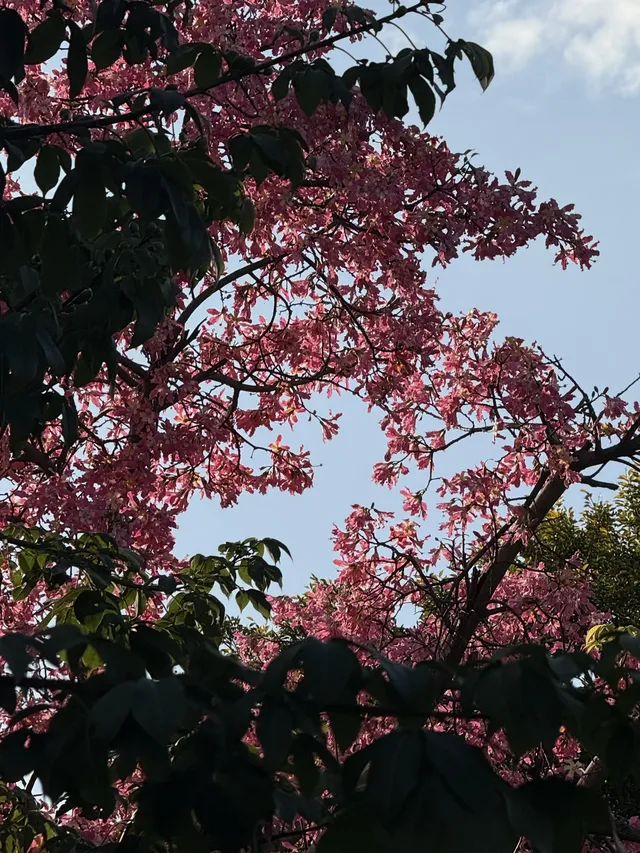 泉州北濱江公園的花樹火了~ 泉州北濱江公園的花樹火了~