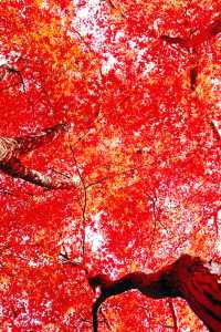 武漢秋天美炸了元旦跨年瘋玩攻略,錯過等一年