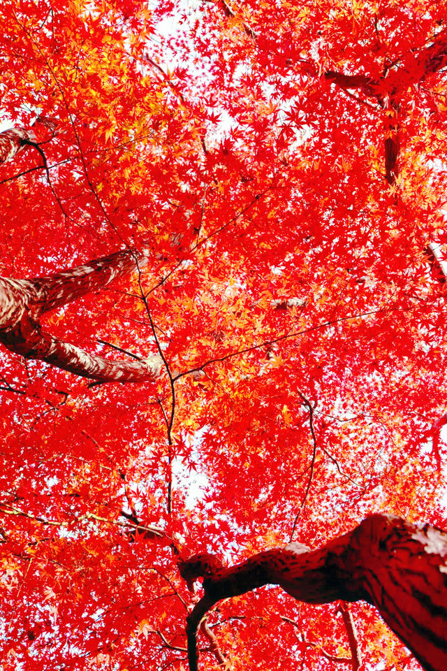 武漢秋天美炸了元旦跨年瘋玩攻略,錯過等一年 武漢秋天美炸了元旦跨年瘋玩攻略,錯過等一年