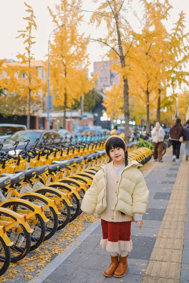 12.5實拍局門路的銀杏黃了!! 12.5實拍局門路的銀杏黃了!!