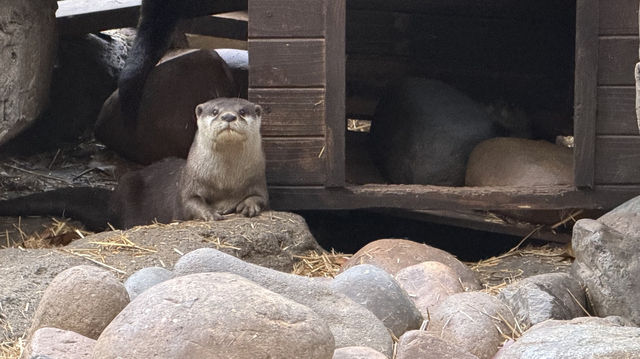 廈門冬暖｜靈玲動物園裡藏著雙倍浪漫