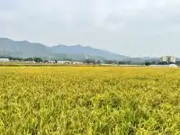 2025深圳大鵬菊花展