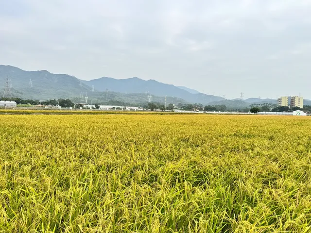 2025深圳大鵬菊花展 2025深圳大鵬菊花展