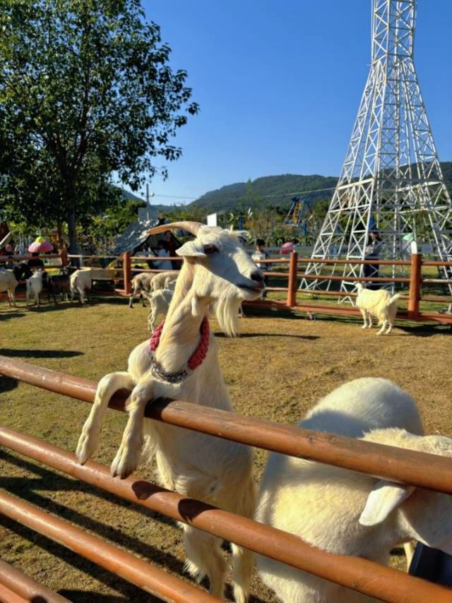 廈門小眾遛娃聖地集美果樂園一日遊攻略 廈門小眾遛娃聖地集美果樂園一日遊攻略