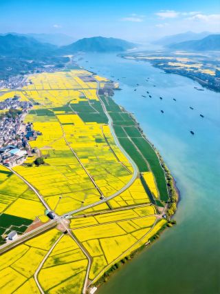 ไม่ต้องไปถึงทะเลสาบชิงไห่ก็ได้! ดอกเรพซีดริมแม่น้ำฟู่ชุนกำลังบานสะพรั่งในเดือนมีนาคม!