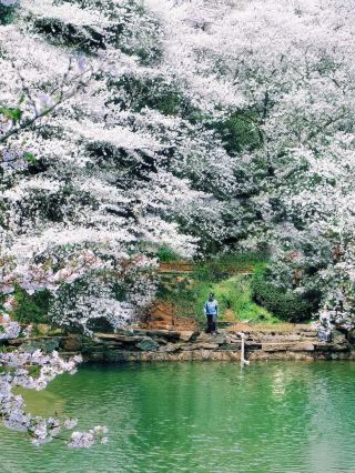 Changsha Cherry Blossom Season Guide: A More Romantic Springtime Exclusive Than Orange Isle!