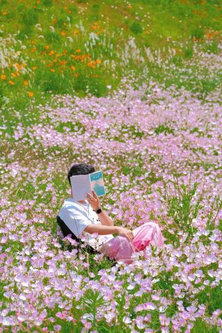 Floral Feast Zhengzhou Guide