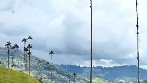 Menerobos masuk ke dalam pohon palem setinggi 60 meter di area rahasia Kolombia. — traveler post in Salento