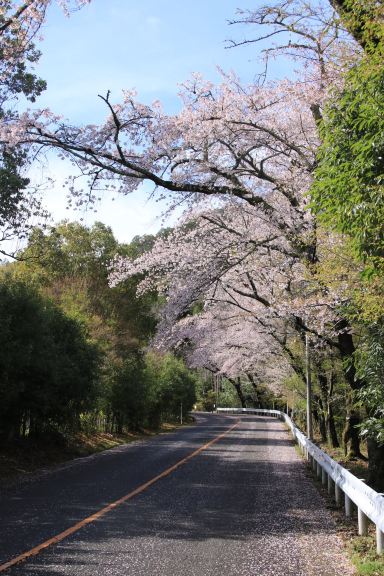 京都の自然に抱かれた壮麗な鞍馬石 | Trip.com 京都