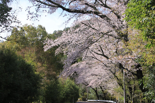 京都の鞍馬石！ズドゴーンとくる！すんごい！エネルギー！ 京都の自然に抱かれた壮麗な鞍馬石 | Trip.com 京都