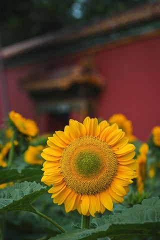 景山（けいざん）の赤い壁の下に咲くひまわりは、北京の夏における最高のロマンです