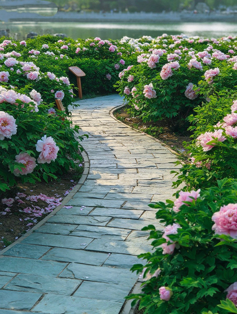 No need to go to Luoyang! Heze peonies are the hidden gem