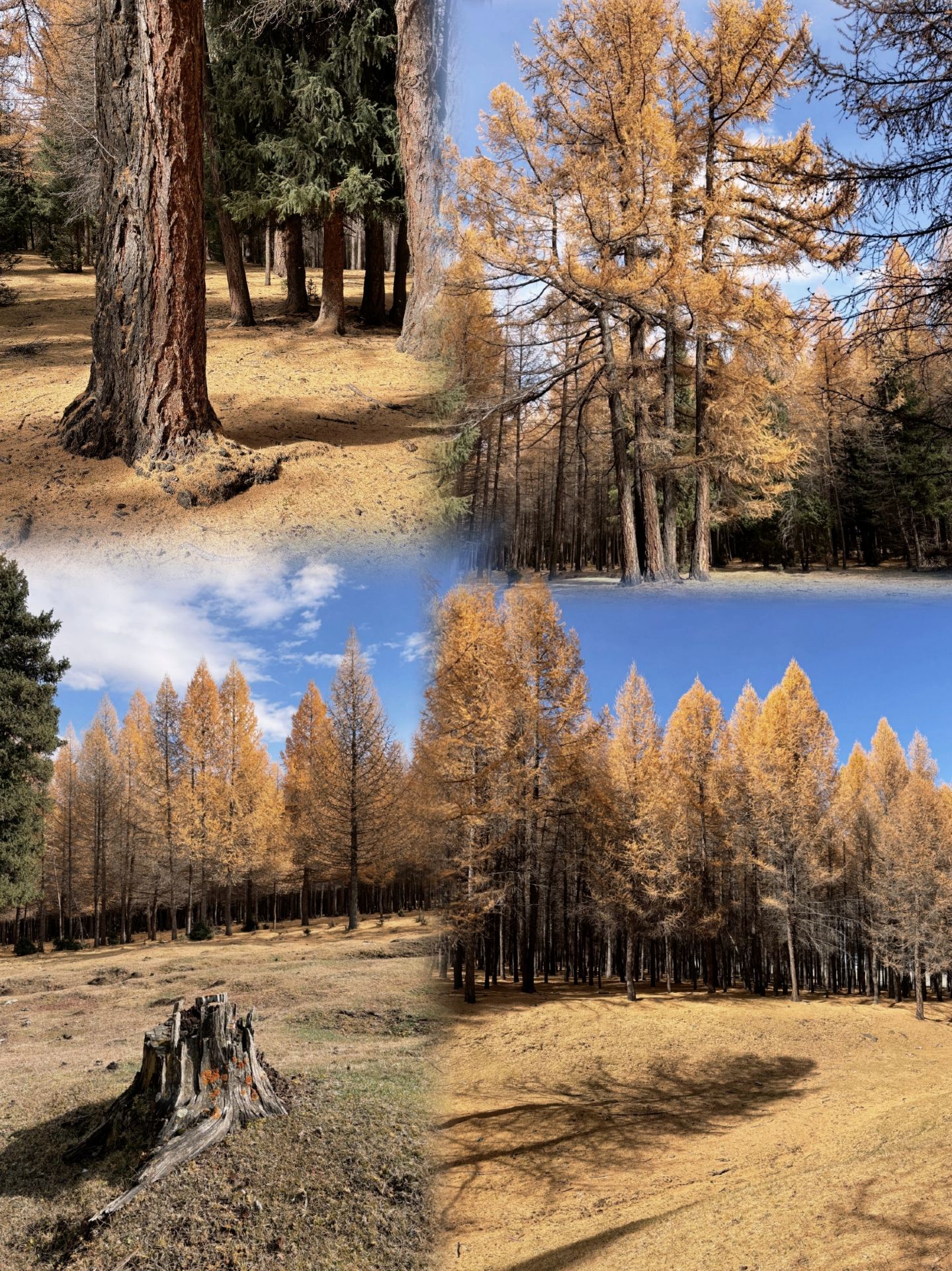 Hami East Tianshan | A limited-edition autumn landscape, autumn colors are at their peak