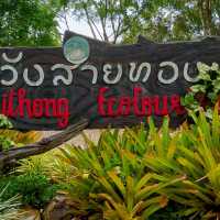เรือนกระดังงา  ณ.วังสายทอง 