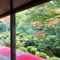 京都の美しいお庭が堪能できる【三千院】