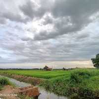 Green Grass of Paddy Field, Natural Beauty 