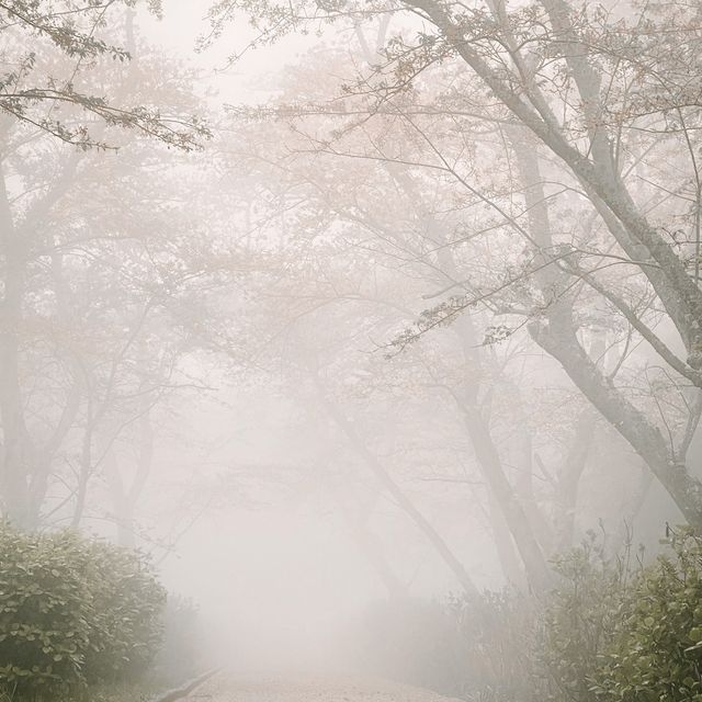 日本高松 紫雲出山賞櫻