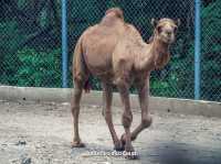 สวนสัตว์เปิด ซาฟารีปาร์ค กาญจนบุรี