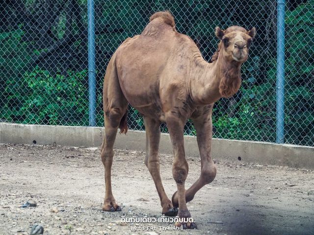 สวนสัตว์เปิด ซาฟารีปาร์ค กาญจนบุรี