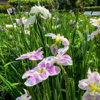 เทศกาลดอกไอริส 花じょうぶ祭