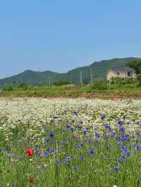 데이지꽃이 가득한 서산 용장천 🌼