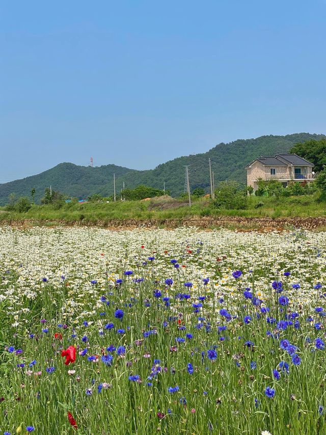 데이지꽃이 가득한 서산 용장천 🌼