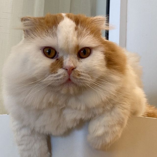 คาเฟ่แมวสุดหนุบหนับ 🐈 Mali Cat Cafe Bangsaen