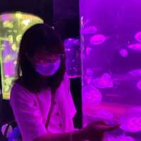แวะชมตู้แมงกระพรุนหลากสีที่ Underwater World 🌊