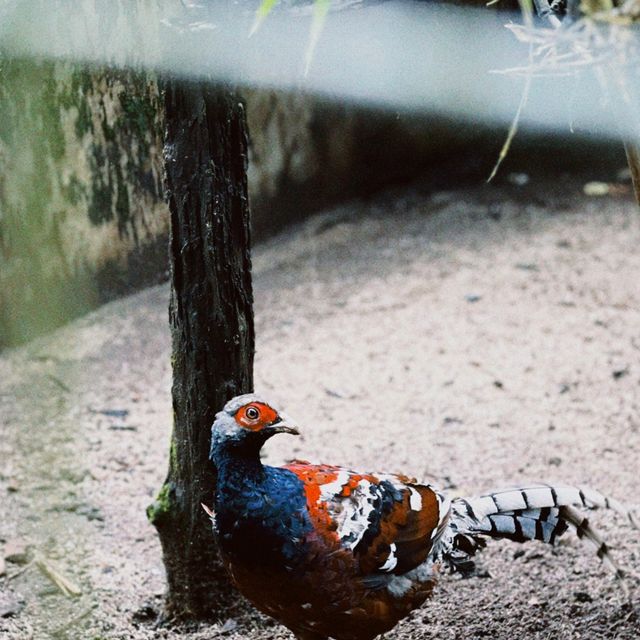 Pang Tong Palace: A Home for Wildlife