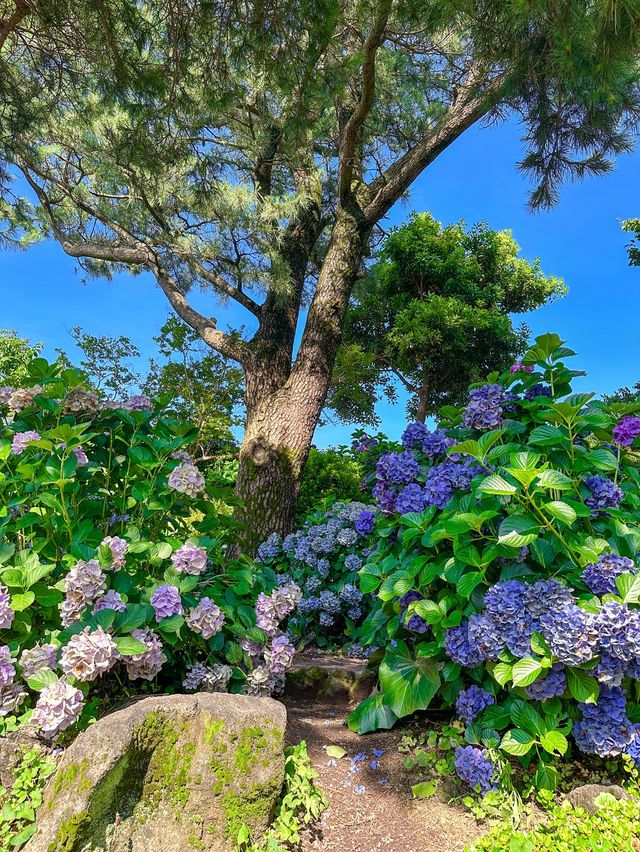 여름제주 하면 역시, 제주 수국여행💜