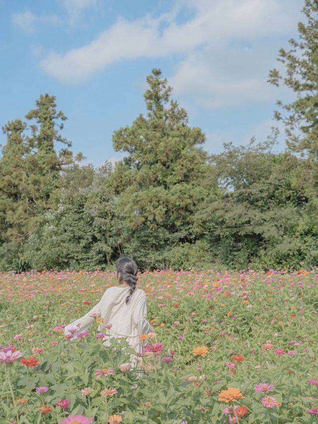백일홍이 가득 피어있는 비밀정원 🦋🌼
