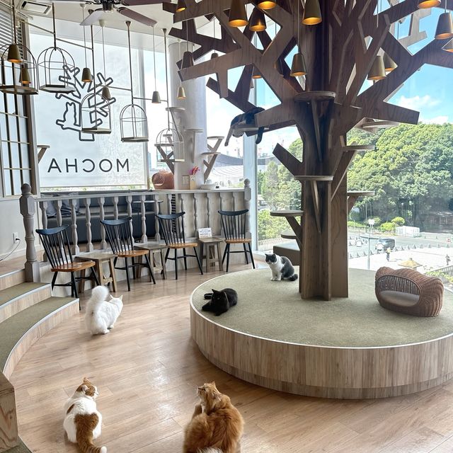 📍猫カフェMOCHA原宿店/東京