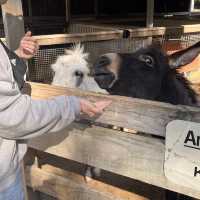 시드니 야생동물원 추천 Featherdale Sydney Wildlife Park