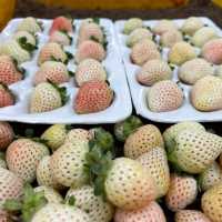 Cameron Highlands Strawberry Farm