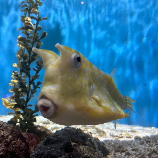 🌊🐠 台灣海洋生物博物館─海洋奇觀樂園 🌊🐠